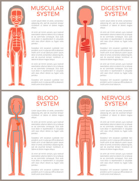 Blood Muscular Digestive and Nervous Systems Set