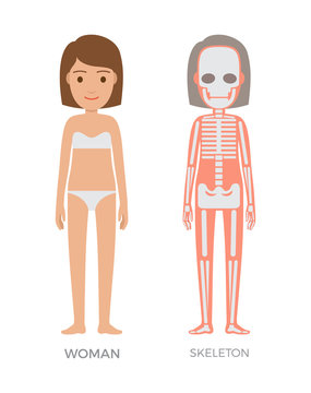 Woman Anatomy and Skeleton Struct Colorful Banner