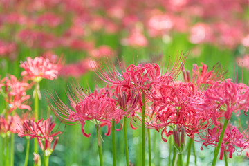 Close - up Red spider lily in autumn