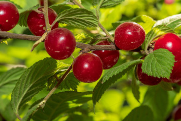 Branch of ripe red cherry