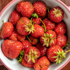 Fresh strawberries are only collected from the garden to the plate