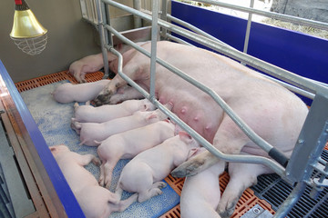 Sow (large white breed) and nine piglets. XVI Siberian Agrotechnical Exhibition-Fair 