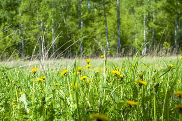 Beautiful landscape the green wood with yellow colors in a green grass a landscape in Russia