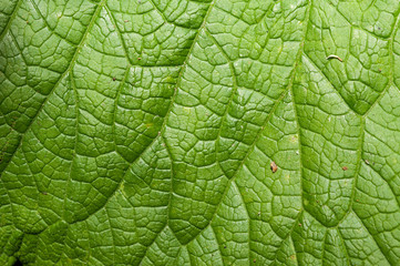 Green leaves background