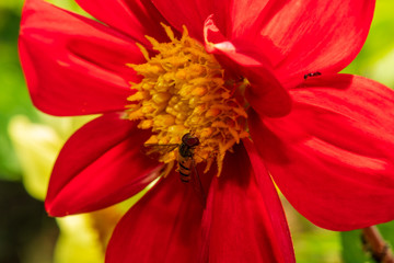 Red flower with a bee and a black ant