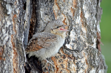 The baby bird a bird small sits on a tree a birch