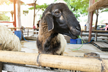 Goat at the farm