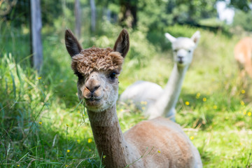 viele wei&szlig;e und braune Alpaka auf einer naturbelassenen Wiese