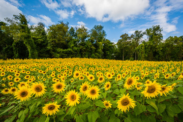 Fototapeta premium Sunflower field in Jarrettsville, Maryland
