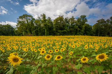 Obraz premium Sunflower field in Jarrettsville, Maryland
