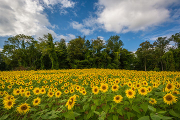 Obraz premium Sunflower field in Jarrettsville, Maryland