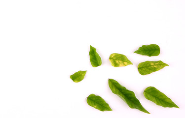 Leaves with white backdrop.