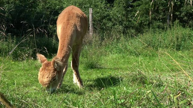 ein braunes Alpaka auf einer naturbelassenen Wiese frisst Gras