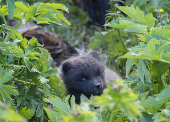 Close up cute cub of an arctic fox (Alopex lagopus beringensis)  looking from bright green grass with flowers, summer in nature reserve in Hornstrandir , westfjords, Iceland, Selective focus on fox