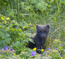 Close up cute cub of an arctic fox (Alopex lagopus beringensis)looking from bright green grass with flowers, summer in nature reserve in Hornstrandir , westfjords, Iceland, Selective focus on fox face