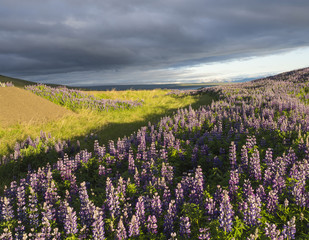 Summer landscape in west Iceland with purple lupine (Lupinus perennis) flower field in golden hour, grass, sunset dramatic sky with dark clouds, copy space