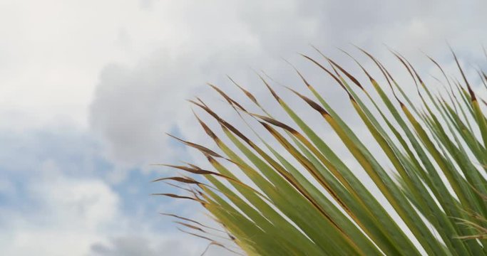 Palm trees on a partly cloudy day.