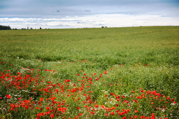 Bright red poppies grow on a green field, a beautiful summer landscape. Nature of Estonia