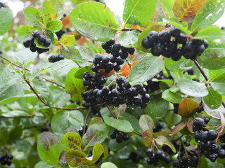 Dojrzewające owoce Aronii czarnej (Aronia melanocarpa Elliott) w ekologicznej uprawie