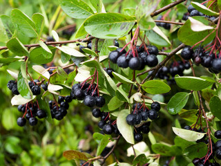 Dojrzewające owoce Aronii czarnej (Aronia melanocarpa Elliott) w ekologicznej uprawie © JDziedzic