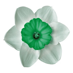 flower green white narcissus,  isolated on a white  background. Close-up. Element of design.