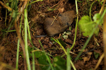 Mouse in the nest