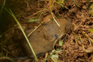 Mouse on the ground