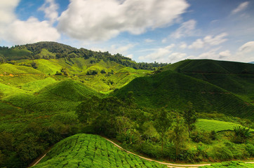 Long exposure of tea plantation Cameron Highland, Malaysia landscape