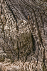 Detail of the texture of a trunk of an old elm.