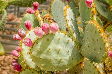 Opuntia ficus-indica, commonly called prickly pear, genus in the cactus family, on a spring morning.