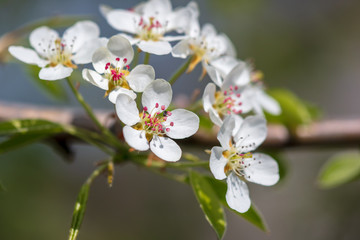 Obraz premium Flowers on the branches of a tree in the nature