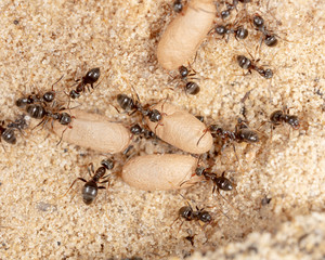 Ants and formic eggs in nature