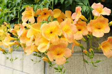ノウゼンカズラの花