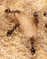 Ants and formic eggs in nature