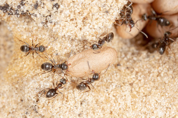 Ants and formic eggs in nature
