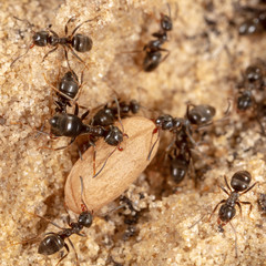 Ants and formic eggs in nature