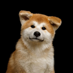 Portrait of Cute Akita Inu Puppy turn head and looking in camera on Isolated Black Background, front view
