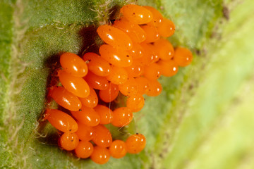 Eggs of the Colorado beetle on the leaves of potatoes