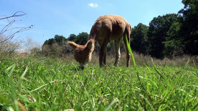 ein braunes Alpaka auf einer naturbelassenen Wiese frisst Gras