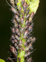 Aphids on a plant in nature