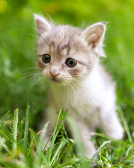 Obraz premium Portrait of a kitten in green grass