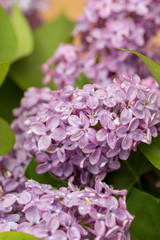 Fototapeta na wymiar Flowers on a branch of lilac in nature
