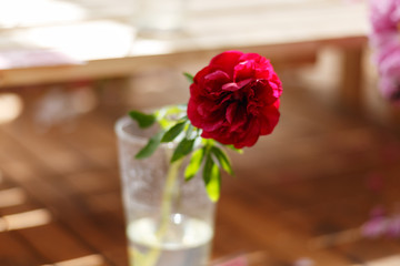Moscow, Russia. Freshly cut red peony in glass. Exhibition of summer flowers in the greenhouse of the Botanical garden 