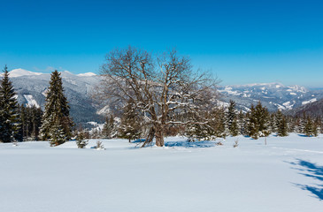 Winter snowy Carpathian mountains view from alpine plateau garden, Ukraine