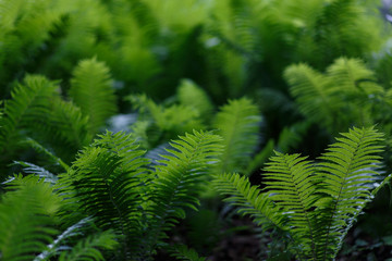 Fototapeta na wymiar Moscow, Russia. The glade of green ferns in Botanical garden