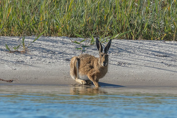 hase am meer
