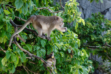 Phi Phi island, Thailand. The crab-eating macaque (Macaca fascicularis), also known as the long-tailed macaque is sitting on a tree with his mouth open and waving his hand and looking at the tourists