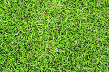 Natural green grass background