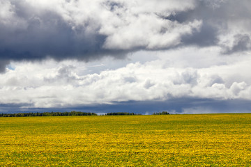 Field full of yellow flowers against the blue sky and clouds
