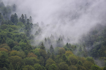 Mist in the Mountains